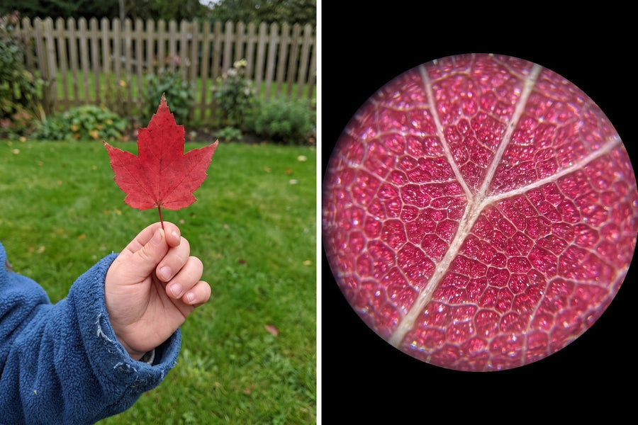 A red leaf in a child's hand, and the same leaf seen through the Miniscope