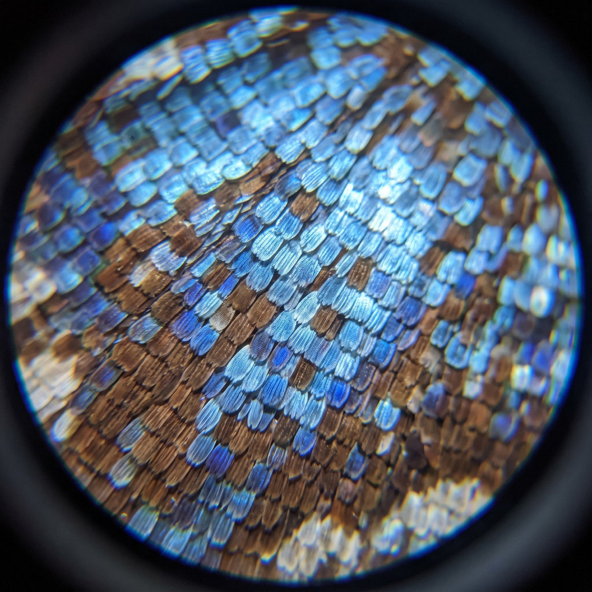Butterfly wing